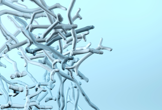 Diversity of Bifidobacteria within the Infant Gut Microbiota