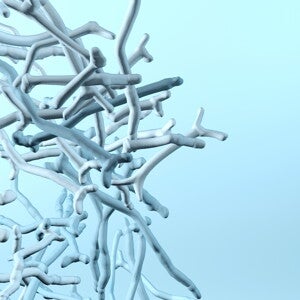 Diversity of Bifidobacteria within the Infant Gut Microbiota