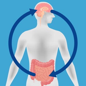 Stress hormone may be ‘middle man’ in gut-brain communication