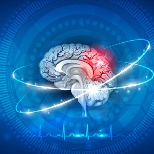 The Basics of Brain Development