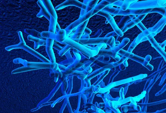 Mother-to-Infant Transmission of Intestinal Bifidobacterial Strains Has an Impact on the Early Development of Vaginally Delivered Infant’s Microbiota