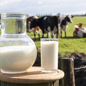 Lactose and Bovine Milk Oligosaccharides Synergistically Stimulate B. Longum Growth