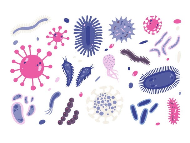 Fecal Microbiota In Premature Infants Prior To Necrotizing Enterocolitis