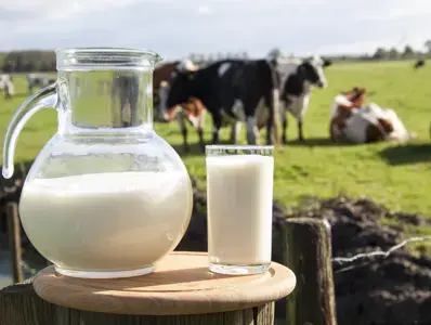 Lactose and Bovine Milk Oligosaccharides Synergistically Stimulate B. Longum Growth